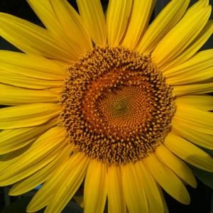 Meet your Posher, Annette